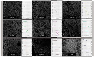 Best Practices for Technical Reproducibility Assessment of Multiplex Immunofluorescence